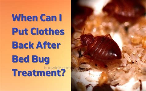 When can i put clothes back after bed bug treatment