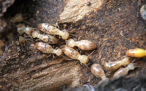 How often termite treatment