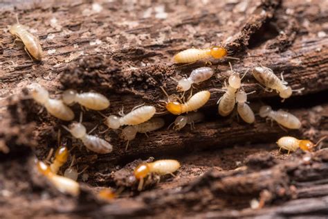 How long will termite treatment last
