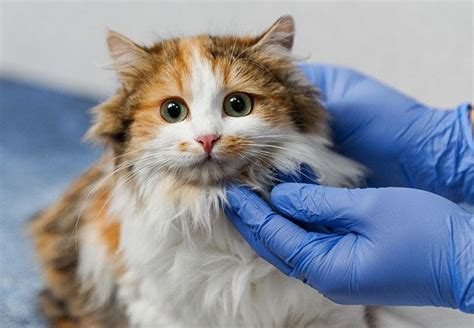 How long can a cat live with cancer without treatment