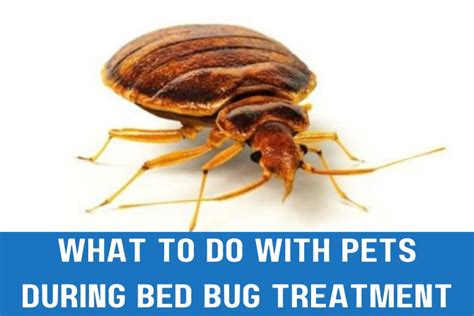 What to do with pets during bed bug treatment