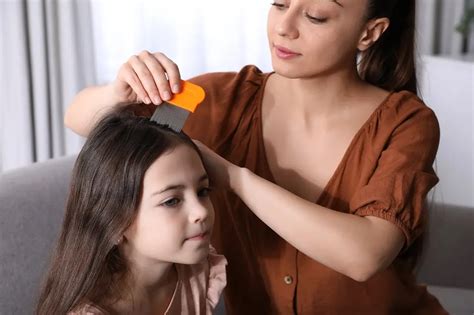 How much does lice treatment cost