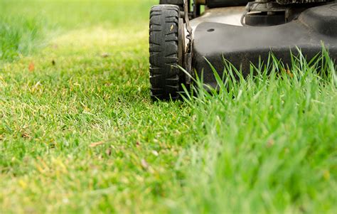 How long to wait to mow after lawn treatment