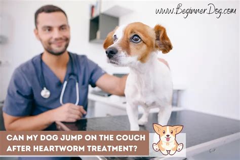 Can my dog jump on the couch after heartworm treatment